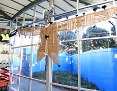 Wikuki Kingi's Mau Aute kite is installed at Auckland City Council in preparation for Matariki. Photo / Martin Sykes Wikuki Kingi's Mau Aute kite is installed at Auckland City Council in preparation for Matariki. Photo / Martin Sykes
