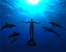 The Cove is a thriller about attempts to stop the capture and slaughter of dolphins in Japan. Photo / Supplied The Cove is a thriller about attempts to stop the capture and slaughter of dolphins in Japan. Photo / Supplied
