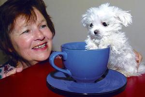 Six-month-old Maltese pup Scooter measures less than the Guinness Book of World Records' title holder for smallest dog in the world in height. Photo / NZPA / Gisborne Herald, Rebecca Grunwell.