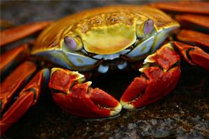 A Sally Lightfoot crab, pictured at the Galapagos Islands. Photo / Vance Haywood