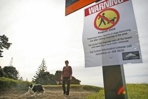 The warning signs will not be removed until investigating agencies believe Auckland's beaches are safe. Photo / Greg Bowker
