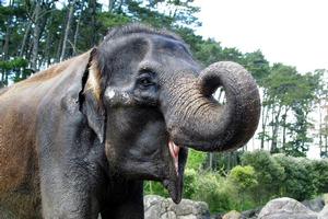 Kashin was a favourite with zoo staff and with generations of visitors. Photo / Supplied