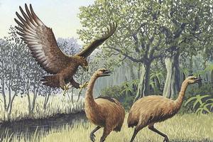 An artist's impression of a Haast's eagle (L) attacking moa. Image / John Megahan in the PLoS Biology