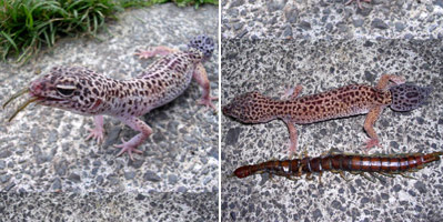 The leopard gecko with part of the centipede sticking out its mouth (L); The gecko and the centipede side-by-side (R). Photos / Ivan Borich The leopard gecko with part of the centipede sticking out its mouth (L); The gecko and the centipede side-by-side (R). Photos / Ivan Borich