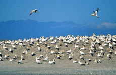 Gannets are among the residents of Farewell Spit. Photo / Supplied Gannets are among the residents of Farewell Spit. Photo / Supplied