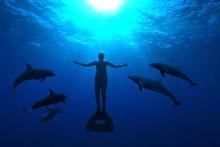 Dolphins are slaughtered in their thousands in the Japanese town of Taiji. Photo / Supplied Dolphins are slaughtered in their thousands in the Japanese town of Taiji. Photo / Supplied