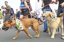 Dogs and their owners set off for a 3km walk at the Wag 'n' Walk gathering of dogs at Milford Reserve on Saturday. Photo / Martin Sykes Dogs and their owners set off for a 3km walk at the Wag 'n' Walk gathering of dogs at Milford Reserve on Saturday. Photo / Martin Sykes