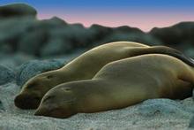 Sea lions, usually a very curious lot, take a break. Photo / Supplied Sea lions, usually a very curious lot, take a break. Photo / Supplied