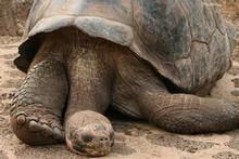 Giant tortoise Lonesome George taking a nap. Photo / Jim Eagles Giant tortoise Lonesome George taking a nap. Photo / Jim Eagles