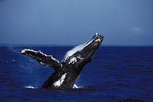Whale watching at Hervey Bay. Photo / Supplied Whale watching at Hervey Bay. Photo / Supplied
