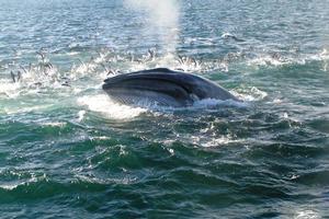 A Bryde's whale seen from ExploreNZ whale and dolphin safari tour on the Hauraki Gulf. It is thought as many as 50 whales live in the Gulf permanently, with others coming and going. Photo / Supplied