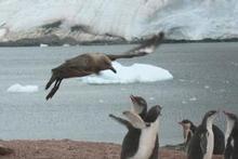 It took more than an hour for Jim Eagles to capture this shot of a skua attacking a gentoo chick in Antarctica. It took more than an hour for Jim Eagles to capture this shot of a skua attacking a gentoo chick in Antarctica.