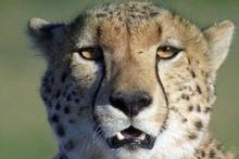 The Asiatic cheetah is critically endangered but small populations still survive in Iran and Pakistan. The Asiatic cheetah is critically endangered but small populations still survive in Iran and Pakistan.
