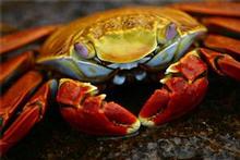 A Sally Lightfoot crab, pictured at the Galapagos Islands. Photo / Vance Haywood A Sally Lightfoot crab, pictured at the Galapagos Islands. Photo / Vance Haywood