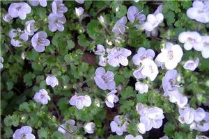 People can help the species to survive by planting it in their gardens, a DoC botanist says. Photo / Phil Garnock-Jones
