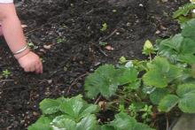 Kids and gardening don't necessarily mix. File photo / Wairarapa Times-Age Kids and gardening don't necessarily mix. File photo / Wairarapa Times-Age