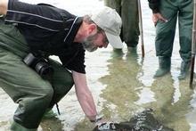 French tourists look on amazed as Jim Eagles feeds a stingray on the outskirts of Gisborne. Photo / Jim Eagles French tourists look on amazed as Jim Eagles feeds a stingray on the outskirts of Gisborne. Photo / Jim Eagles