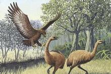 An artist's impression of a Haast's eagle (L) attacking moa. Image / John Megahan in the PLoS Biology An artist's impression of a Haast's eagle (L) attacking moa. Image / John Megahan in the PLoS Biology