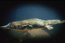 A platypus in motion. Photo / Supplied A platypus in motion. Photo / Supplied