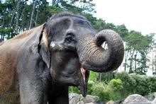 Kashin was a favourite with zoo staff and with generations of visitors. Photo / Supplied Kashin was a favourite with zoo staff and with generations of visitors. Photo / Supplied