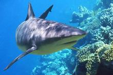 A step has been made to protect endangered species of shark. A step has been made to protect endangered species of shark.