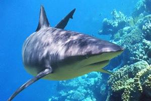A step has been made to protect endangered species of shark.