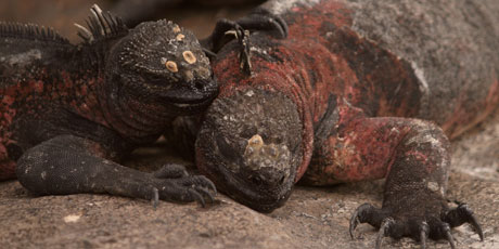 Marine iguanas enjoy the sunshine, unhindered by any real threat of predators. If fact, they're so unafraid that visitors need to watch their feet to avoid stepping on them. Photo / Jim Eagles