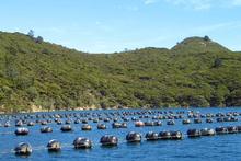 The Government wants to relax the restrictions on marine farming and create a $1 billion industry by 2025. The Government wants to relax the restrictions on marine farming and create a $1 billion industry by 2025.