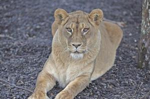 Staff will hold a funeral for the lioness, who will then be buried in the park's cemetery. Photo / Supplied