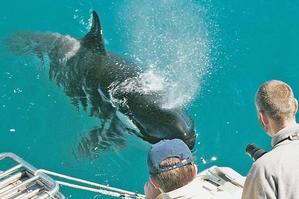 A friendly whale provides an entertaining display of water from its spout. Photo / Supplied