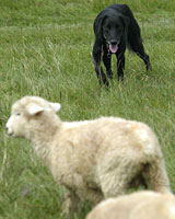 Sheepdogs have long been used on New Zealand farms. Photo / Dean Purcell Sheepdogs have long been used on New Zealand farms. Photo / Dean Purcell