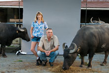 Helen and Richard Dorresteyn with some of their prized water buffalo. Photo / Ken Dowie Helen and Richard Dorresteyn with some of their prized water buffalo. Photo / Ken Dowie