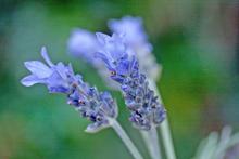Lavender. Photo / Carolyn Robertson Lavender. Photo / Carolyn Robertson