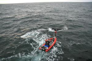 Scientists from 13 countries took part in the tagging of humpback whales in Antarctica. Photo / Supplied