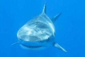 One diver took a close-up picture of an approaching tiger shark. Photo / Supplied