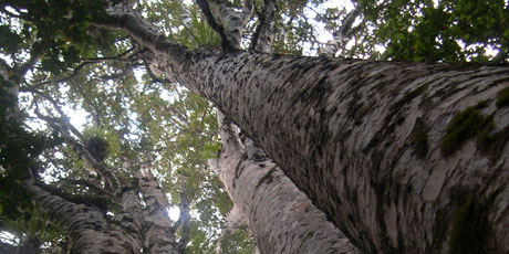 The four sisters portray remarkable sibling harmony. Photo / Footprints Waipoua