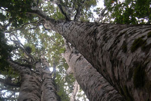 The four sisters portray remarkable sibling harmony. Photo / Footprints Waipoua