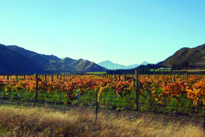 Grapes add another Mediterranean touch to Hanmer. Photo / Alpine Pacific Tourism