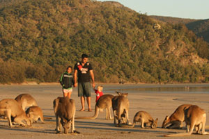 There is much Australian wildlife to see on the beach at Cape Hillsborough. Photo / Jim Eagles