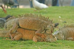 Locals are proud of their land iguanas - unusual creatures that swarm in Parque Bolivar, looking to swipe food. Photo / Jim Eagles.