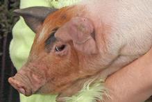 2010 should be the year in which speedy steps are taken to end the cruel confinement of pigs. Photo / Wairarapa Times-Age 2010 should be the year in which speedy steps are taken to end the cruel confinement of pigs. Photo / Wairarapa Times-Age
