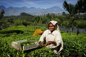A tea cutter in the Indian state of Kerala. Photo / Singapore Airlines