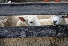 Photo / Hawke's Bay Today Photo / Hawke's Bay Today