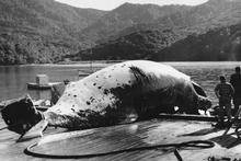 A Great Barrier Island whaling station in 1956. Many New Zealanders are against whaling these days. A Great Barrier Island whaling station in 1956. Many New Zealanders are against whaling these days.