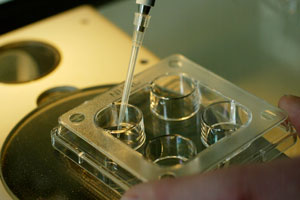 Advances in reproductive technology are already being employed to try and avert problems with faulty DNA. File photo / Martin Sykes