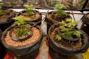 Some of the Cannabis found during search warrants executed as part of Operation Lime. Photo / Supplied