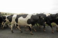 Photo / Hawke's Bay Today Photo / Hawke's Bay Today