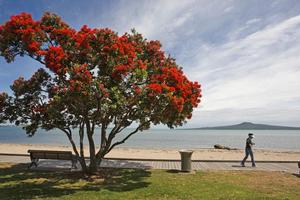 Adding one pohutukawa to the protected list could cost up to $20,000. Photo / Paul Estcourt