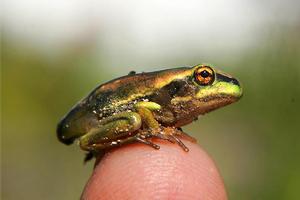 Frogs may be harmless, but Philip doesn't want a noisy one outside his bedroom window at night. Photo / BoP Times