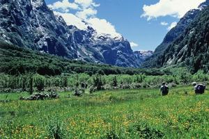 The Milford Track in the Southern Alps. Photo / NZ Herald